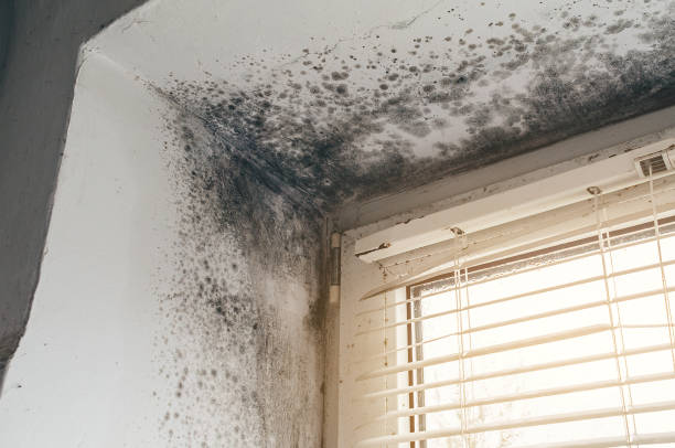 Affordable Mold Cleanup solutions in Barclay, NJ
